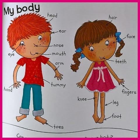 parts of the body page