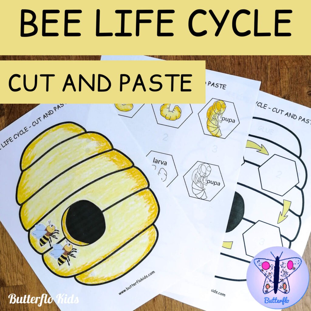 bee life cycle craft