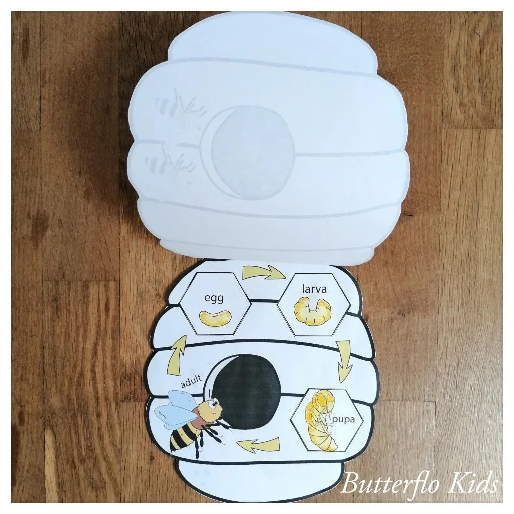 bee life cycle craft