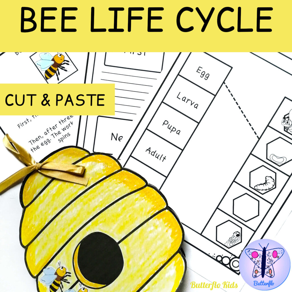 bee life cycle cut and paste