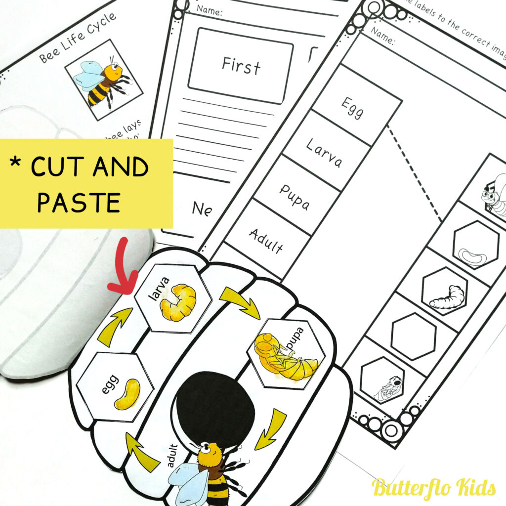 bee life cycle cut and paste craft