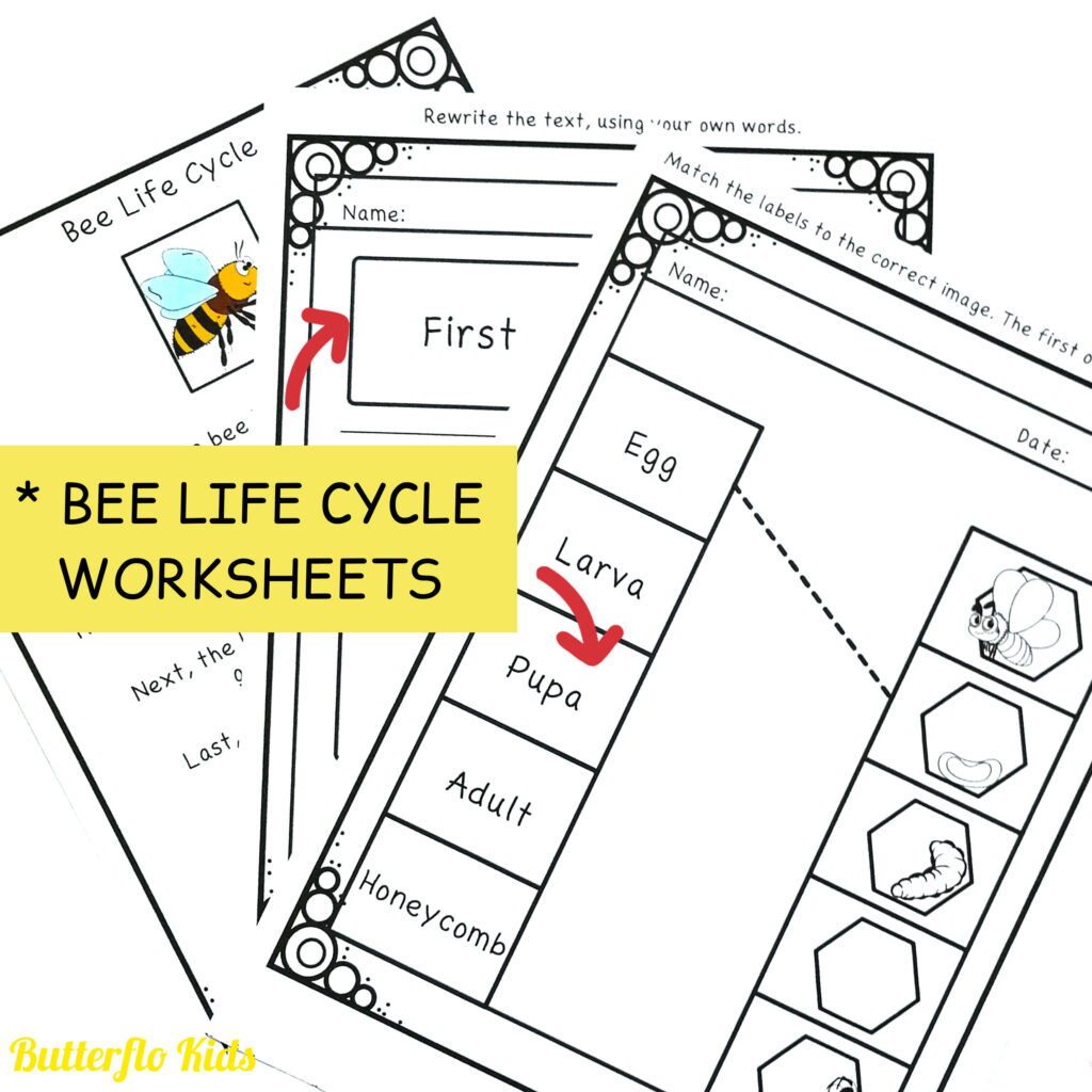 bee life cycle worksheets