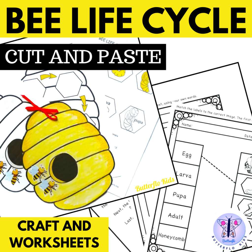 bee life cycle cut and paste