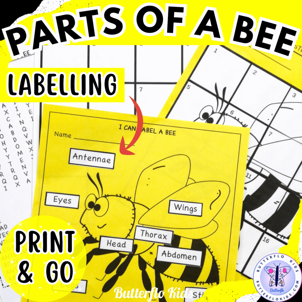 parts of a bee labelling craft