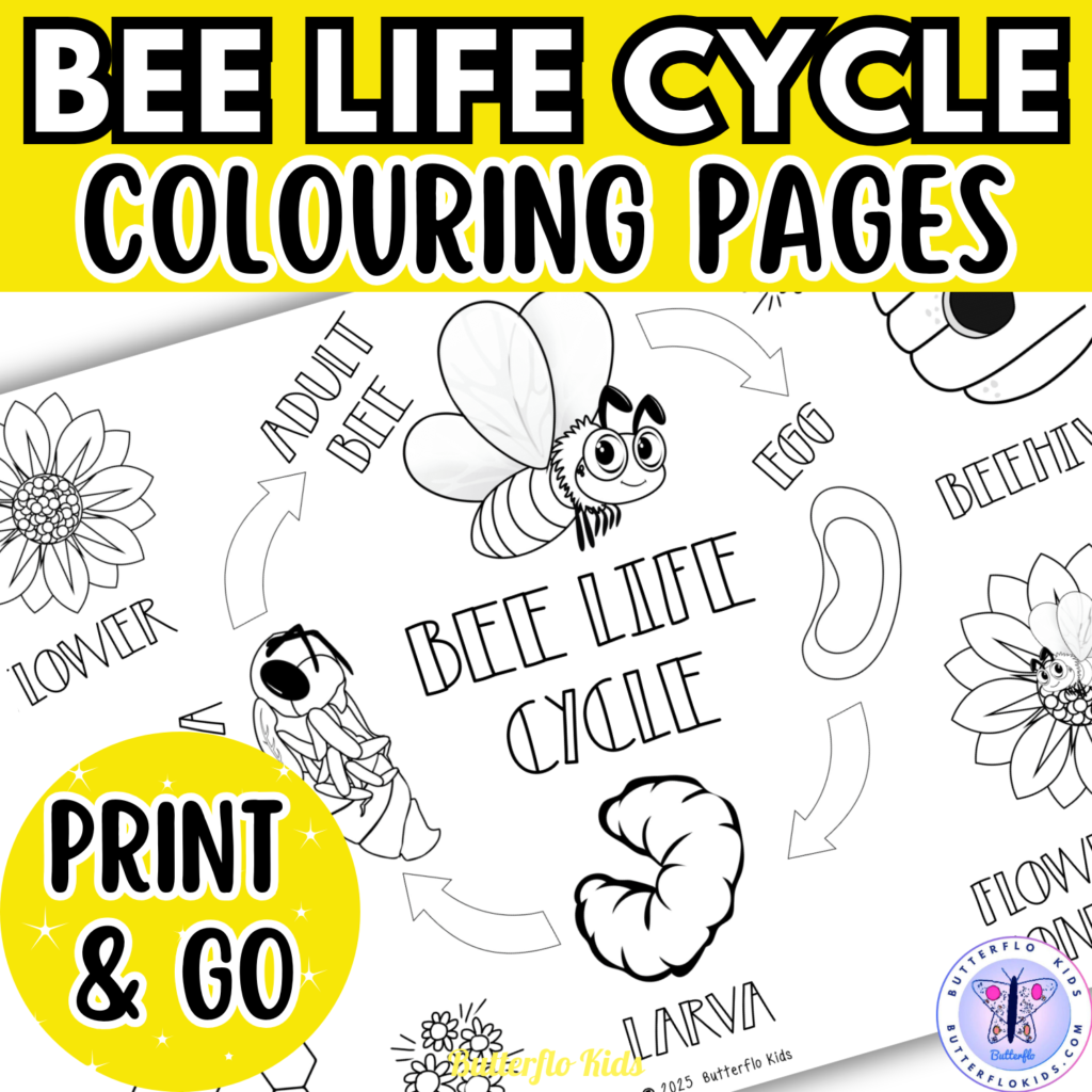 bee life cycle colouring page